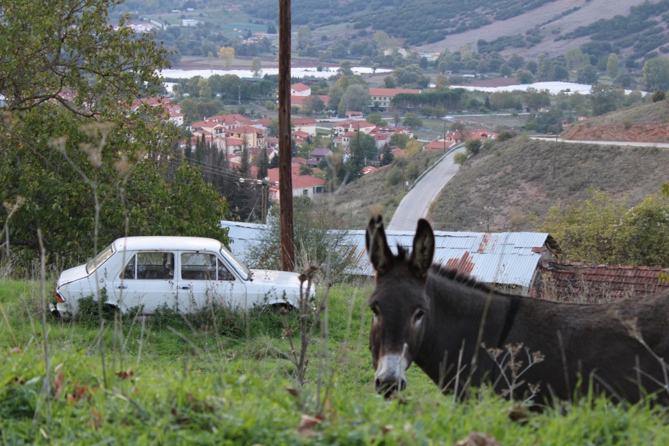 EIn Foto von einem Esel, der aus dem Grasdickicht in die Kamera schaut. Im Hintergrund ein weißes Auto und in der Ferne einige Häuser.