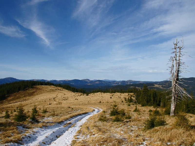 Ein Foto von einer Berglandschaft, einem strahlend blauen Himmel, vertrocknetem Gras, vereinzelt ein paar Tannen und einem verschneiten Weg.