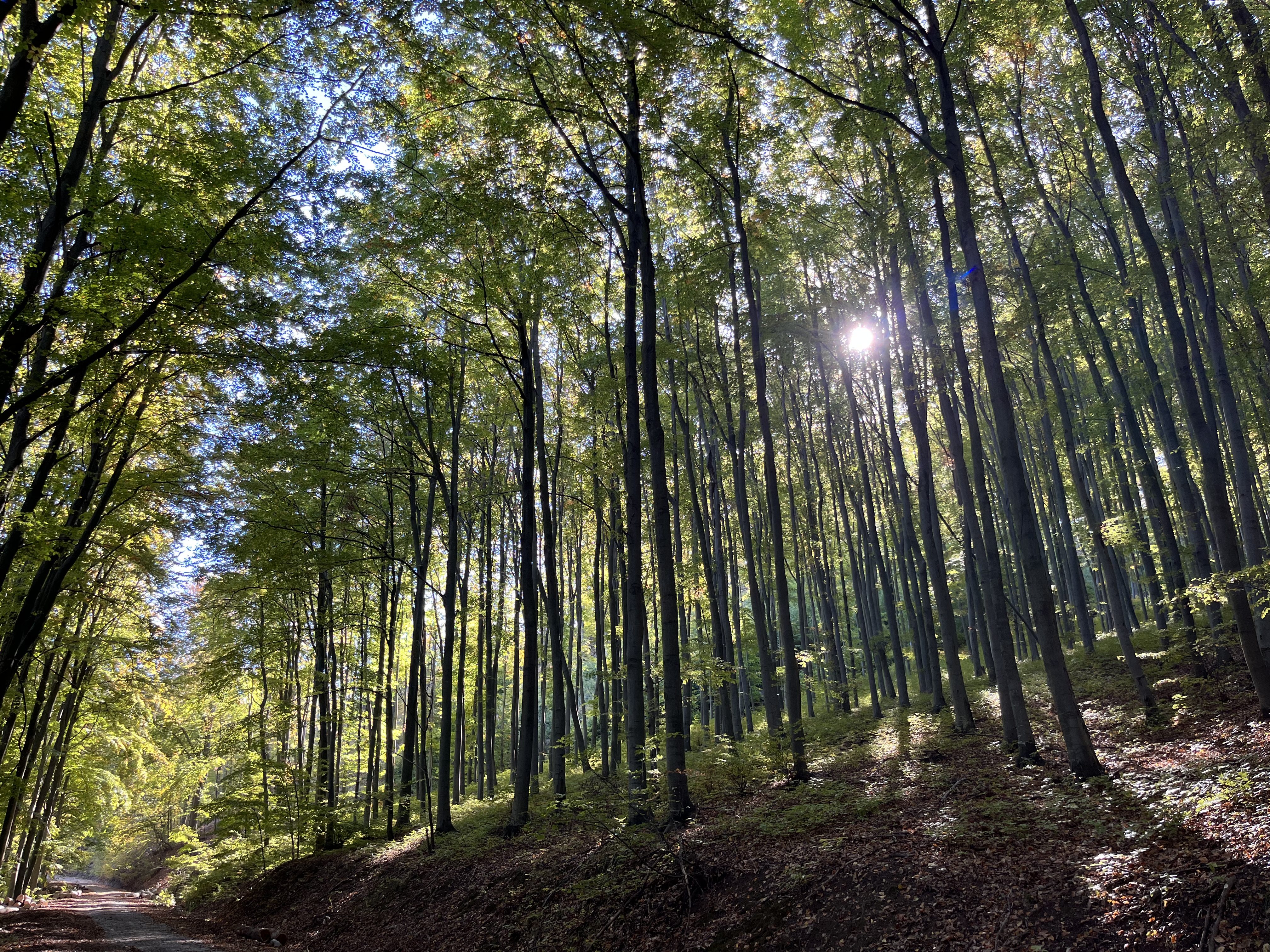 Ein Laubwald bei Sonnenschein