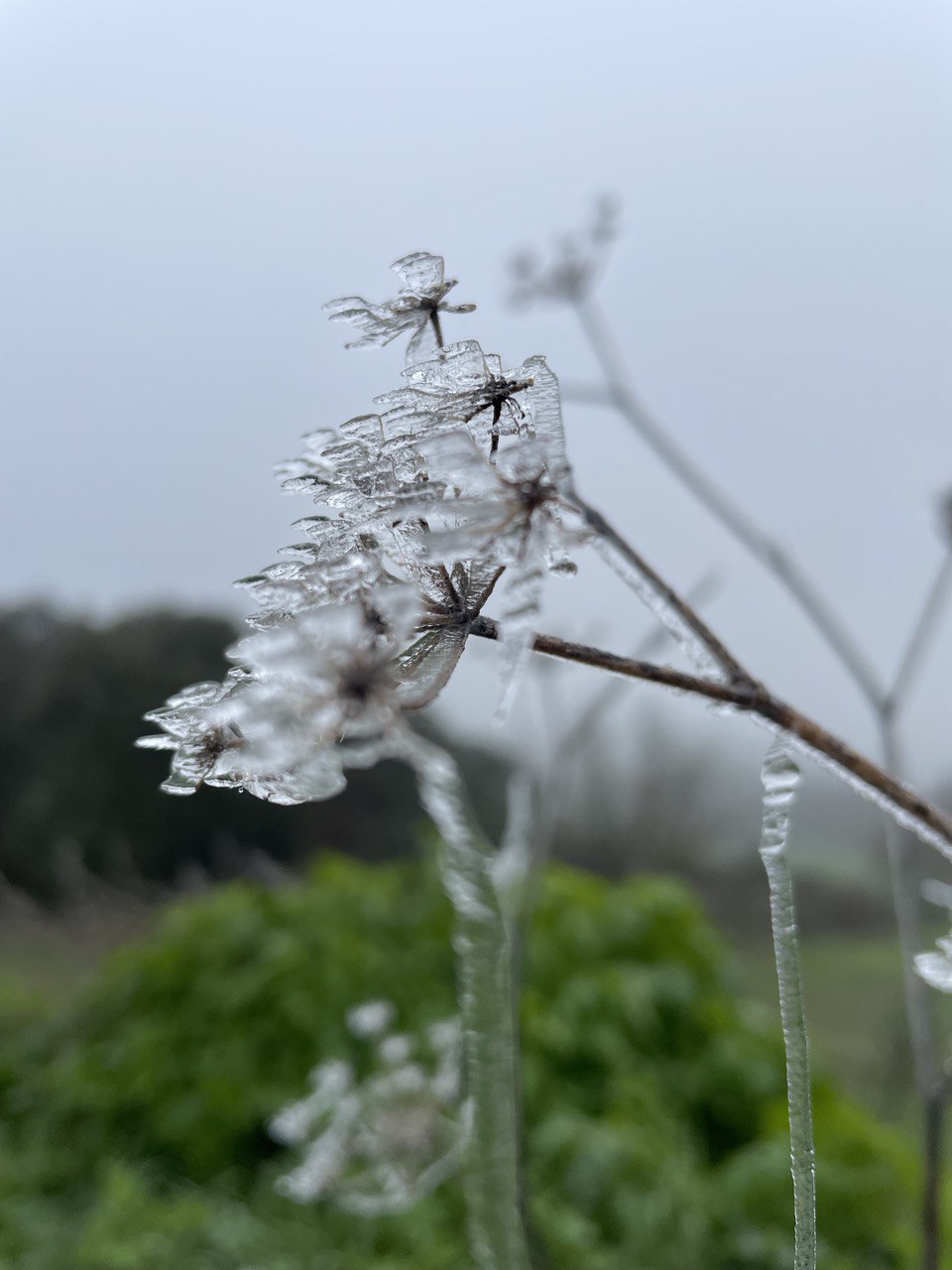 Eingefrorene Blüten