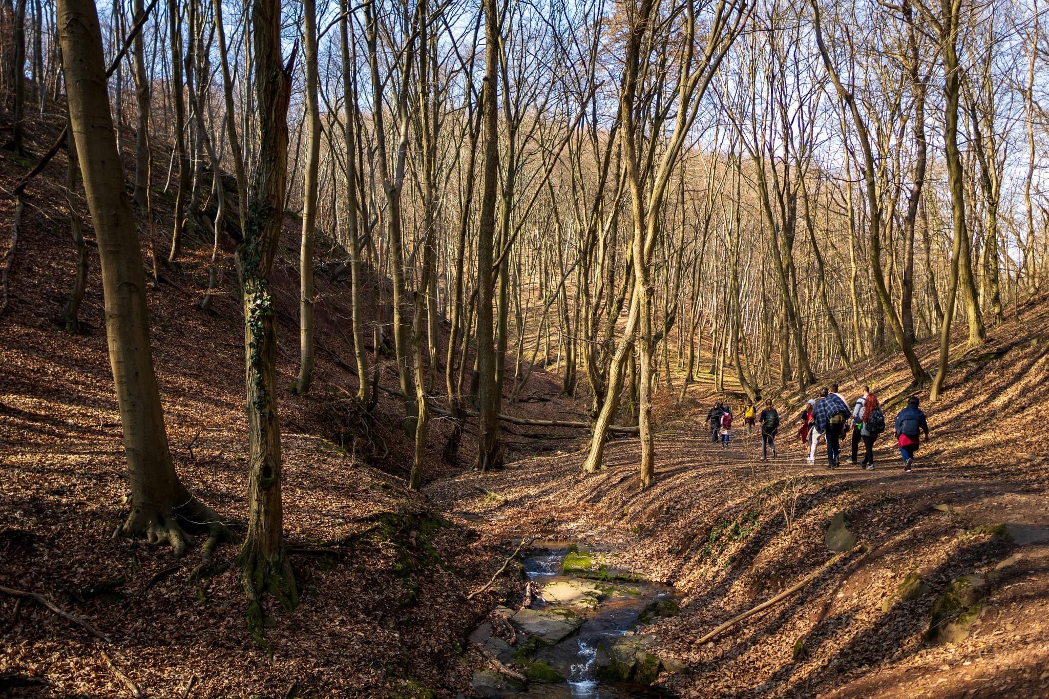 Das Bild zeigt eine Gruppe von Menschen, die einen Pfad durch einen herbstlichen oder winterlichen Wald wandern. Die Bäume sind hoch und schlank, größtenteils ohne Blätter, was auf die Jahreszeit hindeutet. Der Waldboden ist mit einer Schicht aus trockenen Blättern bedeckt, und ein kleiner Bach fließt entlang des Pfades, wodurch die Szene noch idyllischer wirkt. Die Wanderer tragen warme Kleidung und Rucksäcke, was darauf hinweist, dass sie für eine längere Wanderung ausgestattet sind. 