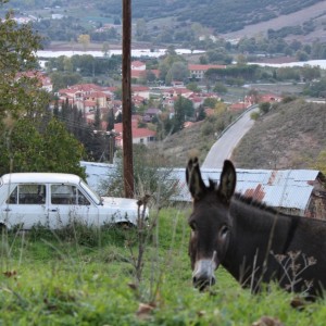 EIn Foto von einem Esel, der aus dem Grasdickicht in die Kamera schaut. Im Hintergrund ein weißes Auto und in der Ferne einige Häuser.