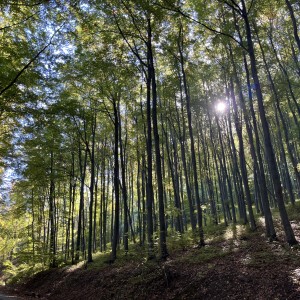 Ein Laubwald bei Sonnenschein